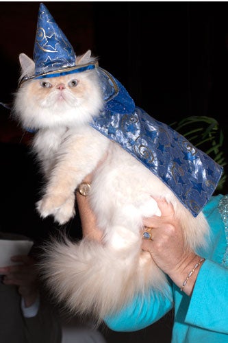 cat-fashion-show-59