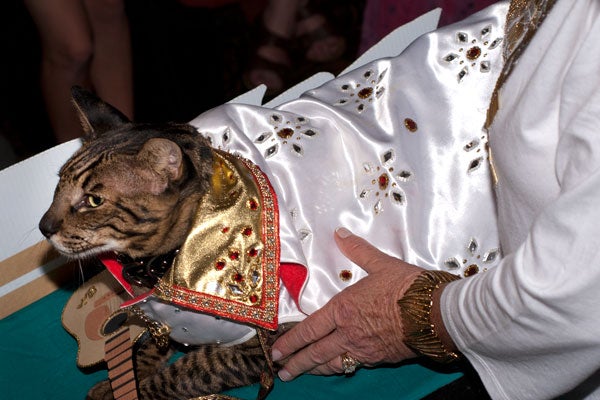 cat-fashion-show-64