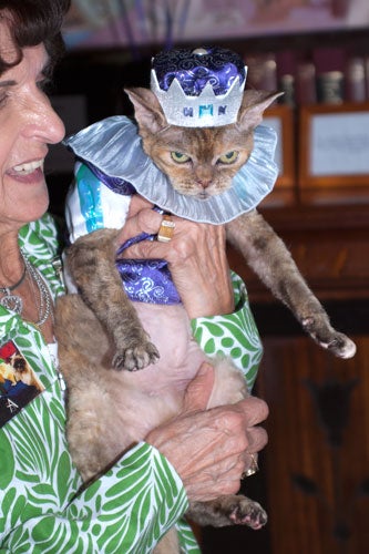 cat-fashion-show-20