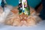 cat-fashion-show-82