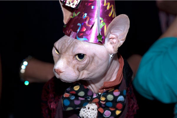 cat-fashion-show-84