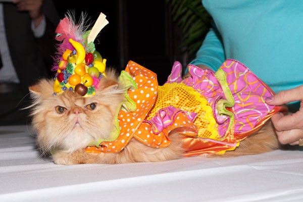 cat-fashion-show-41