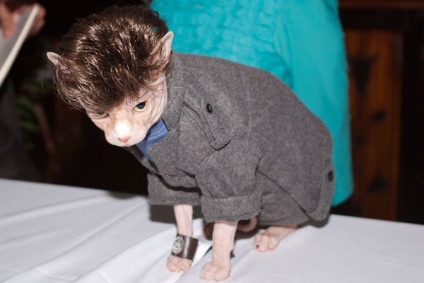 cat-fashion-show-14