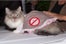 cat-fashion-show-57