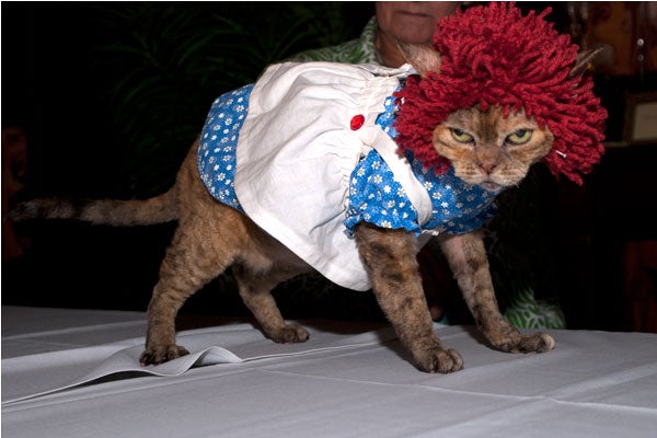 cat-fashion-show-48