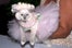 cat-fashion-show-21