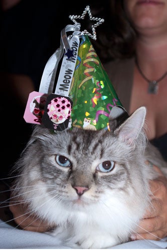cat-fashion-show-80