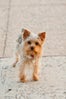 08-andy_lai_photography_refinery29_dogs_8