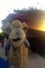 camel-face