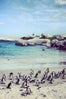 11---Penguins-on-Bolder-Beach