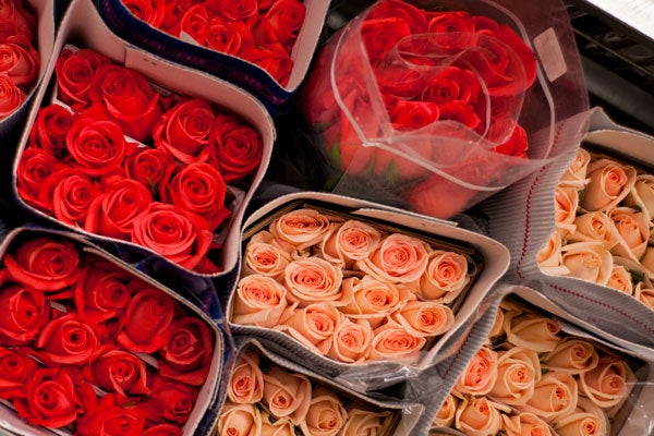 10-Gaffney_Roses