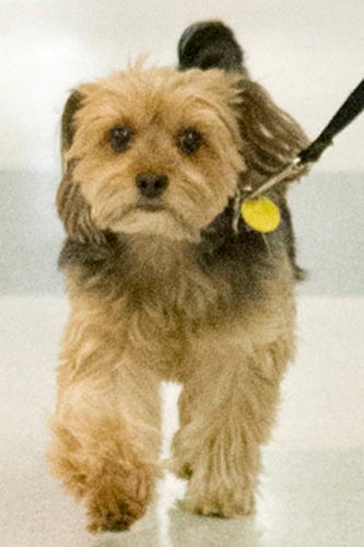 Natalie_Portman_dog