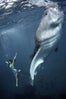 whaleshark2