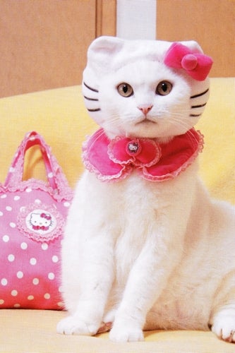 hello-kitty-cat