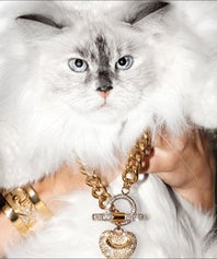 juicy-cats-opener