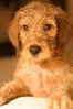 mydoggrooming