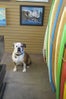 Cutest Shop Dogs In San Francisco SF Surf Shop