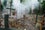Forest-of-Mirrors-2