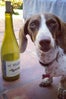 wine-dog-333