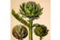 vegetable-print-$22