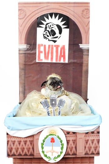 72_Gracie_Evita_Pug_028