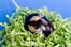 LisaD_01