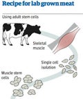 Lab-meat-graphic-001