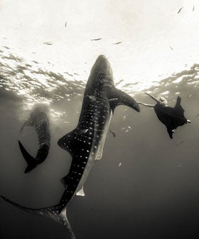 whale-opener