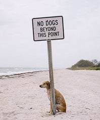 dogs
