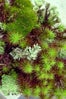 moss