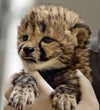 cheetahsmain