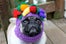 pug_fruit