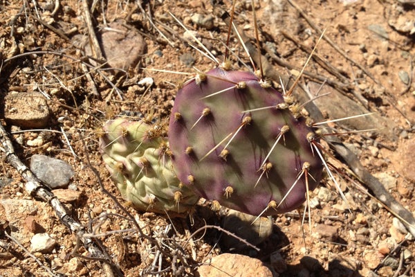 arizona3