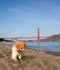 Boo Little Dog In Big City