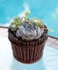 indoorplants-op