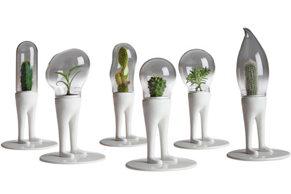 RINALDI_domsai-terrarium-$150