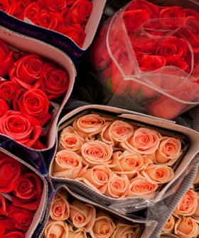 newopener10-Gaffney_Roses