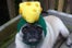 pug_cheese