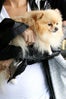 NicoleRichie_Dog