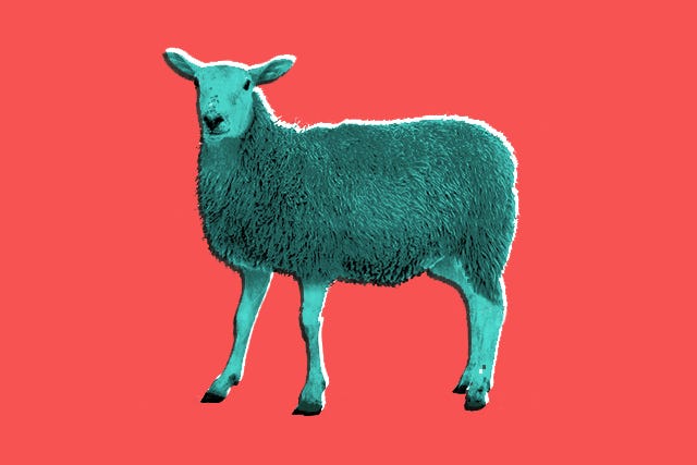 sheep
