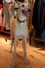 Cutest Shop Dogs In San Francisco Unionmade Buddy