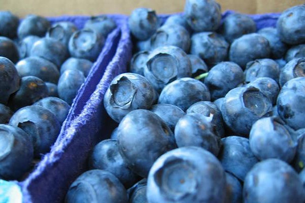 Blueberries_604_0embed