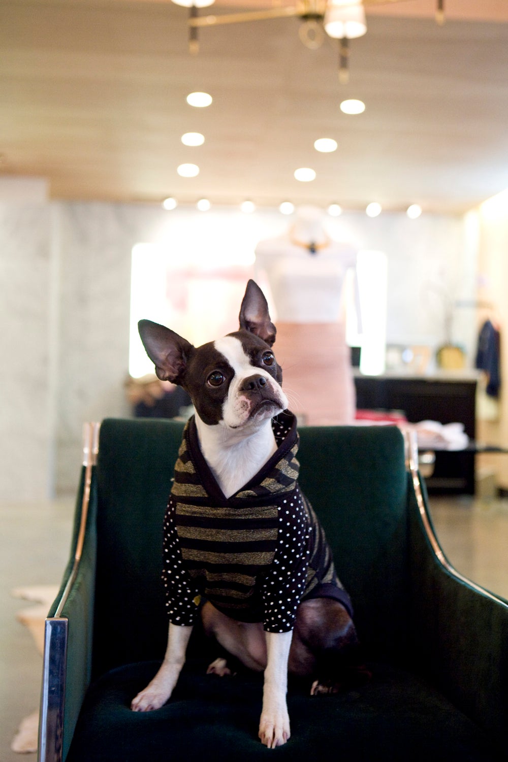 01_the editSHOP_DOGS_110