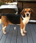 beagle_opener