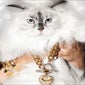 juicy-cats-opener