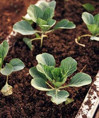 Black Thumbs, This Is For You: 10 Gardening Mistakes To Avoid gardening-soil_300