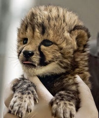 cheetahsmain