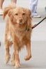 Ryan_Renolds_dog