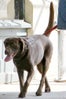 Anne_Hathaway_dog