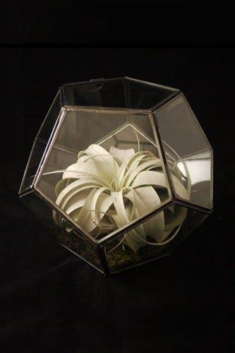 terrarium-55